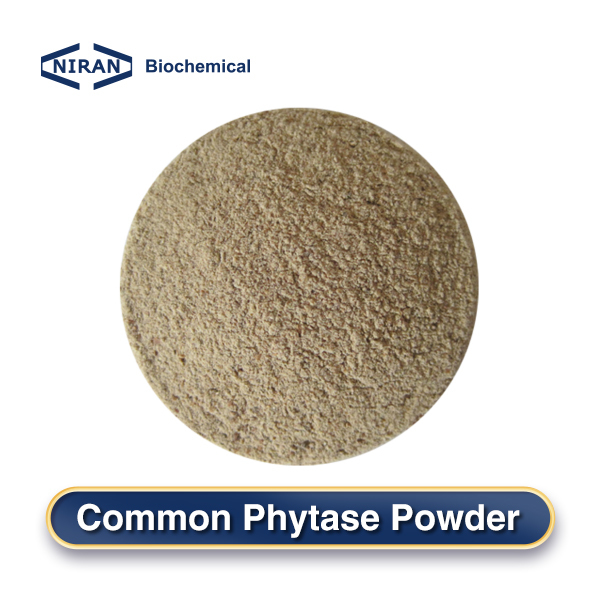 Common Phytase Powder